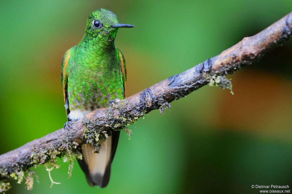 Colibri flavescentadulte