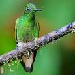 Colibri flavescent