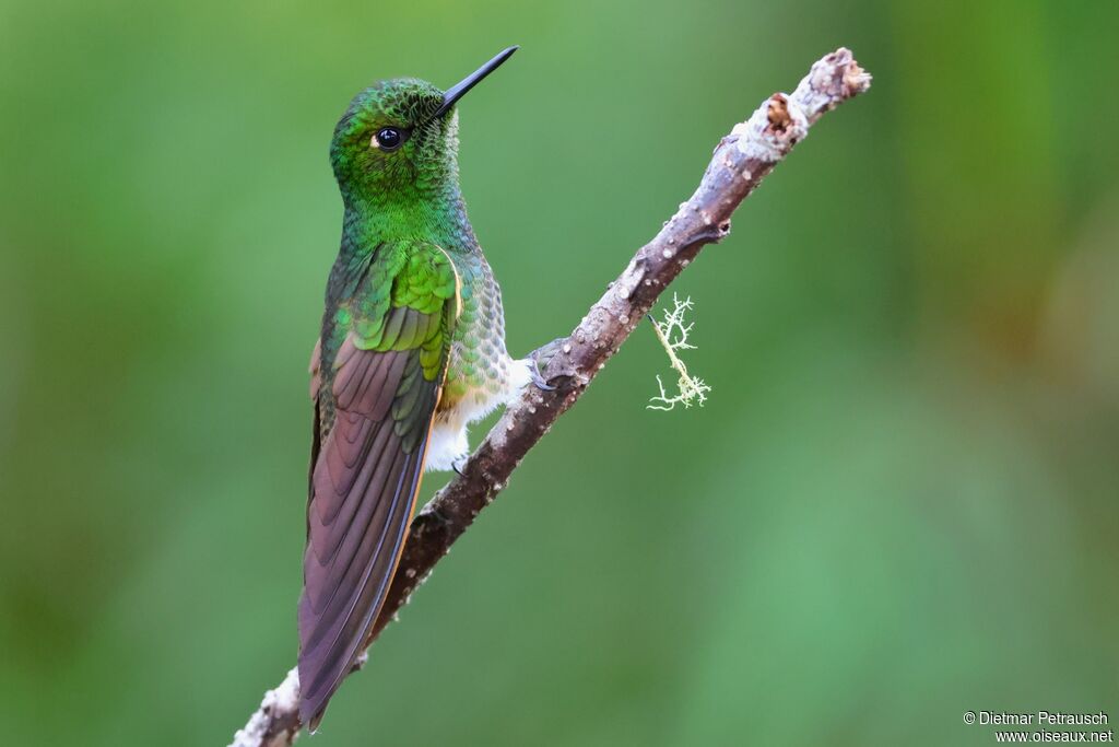 Colibri flavescentadulte