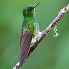 Colibri flavescent