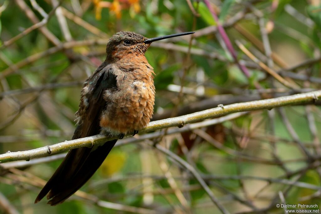 Colibri géant mâle adulte