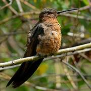 Giant Hummingbird