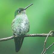 Many-spotted Hummingbird