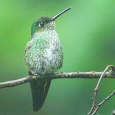 Colibri grivelé