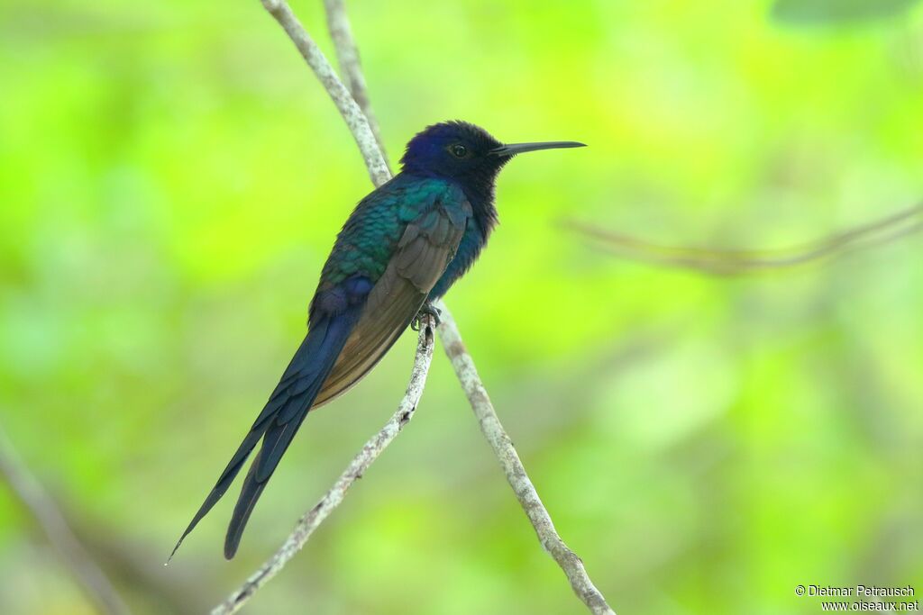 Swallow-tailed Hummingbird male adult