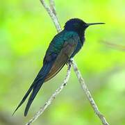 Swallow-tailed Hummingbird