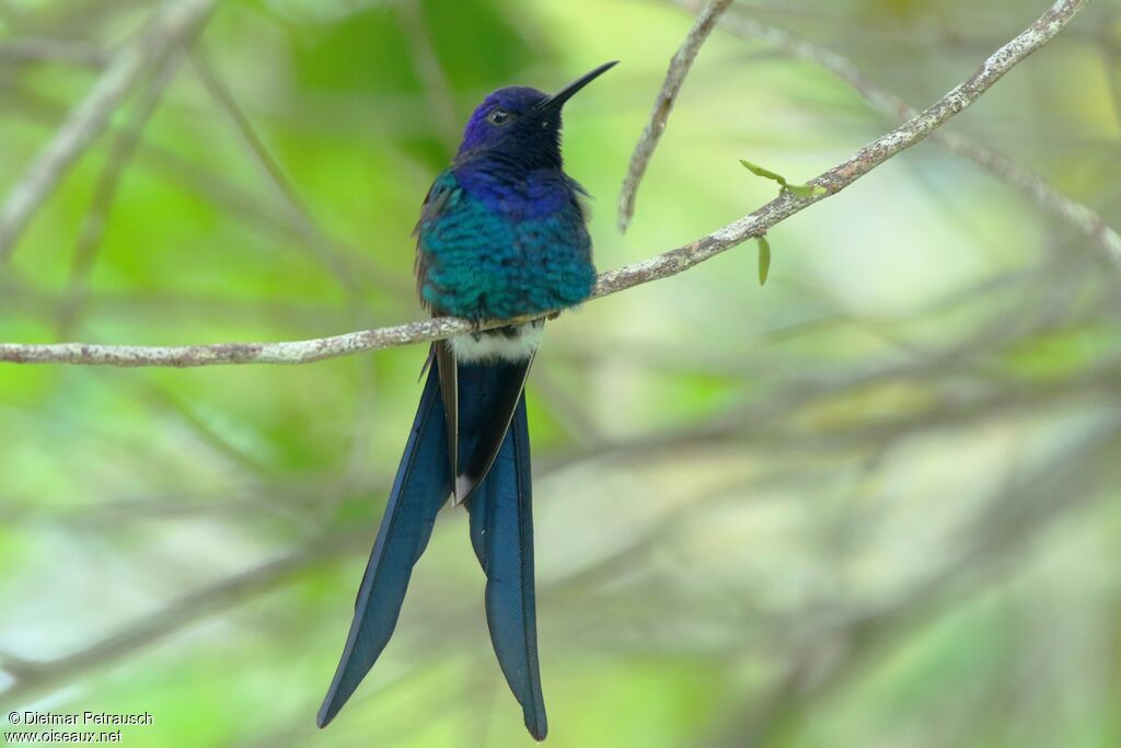 Swallow-tailed Hummingbirdadult