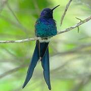 Swallow-tailed Hummingbird