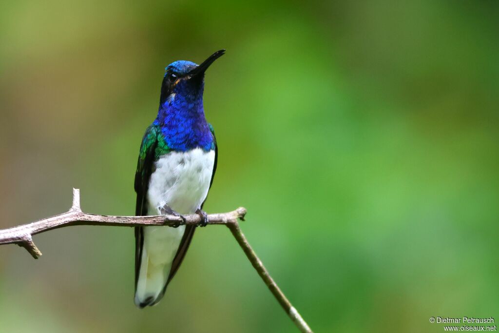 Colibri jacobin