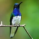 Colibri jacobin