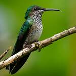 Colibri jacobin
