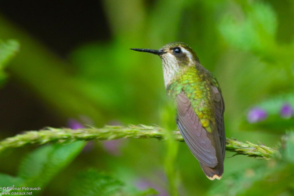 Speckled Hummingbirdadult