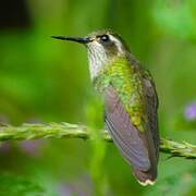 Speckled Hummingbird