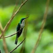 Black-eared Fairy