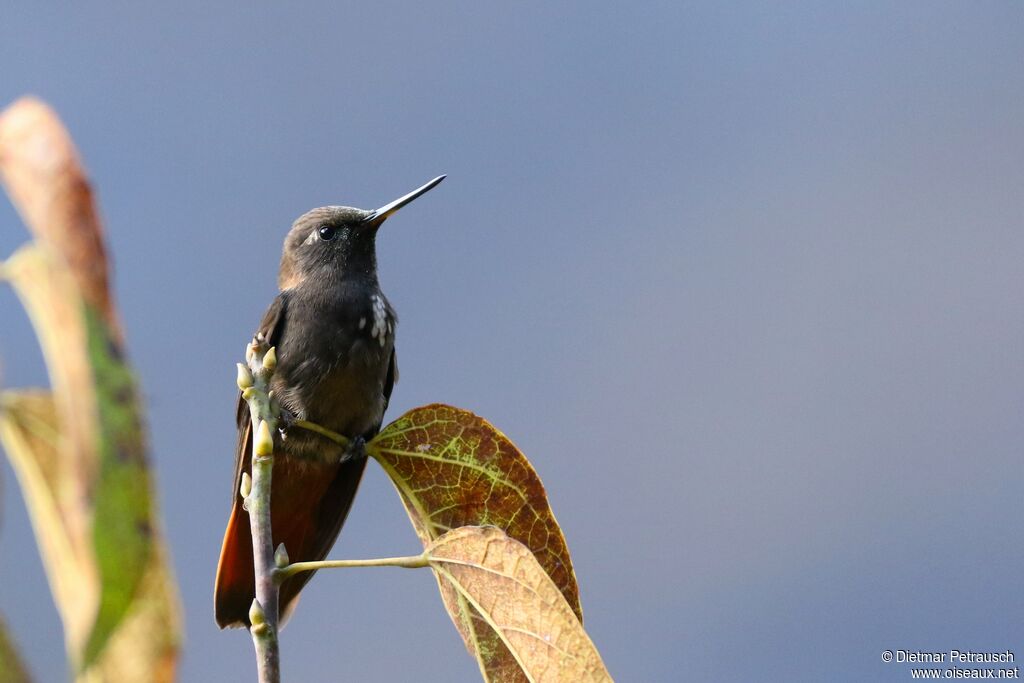 Colibri paméla femelle adulte