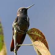 Black-hooded Sunbeam