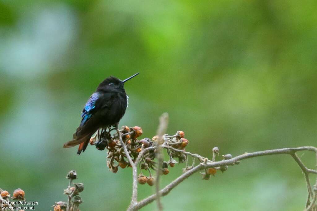 Colibri paméla mâle adulte