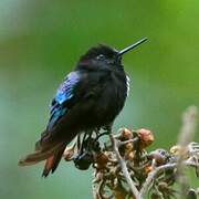 Black-hooded Sunbeam