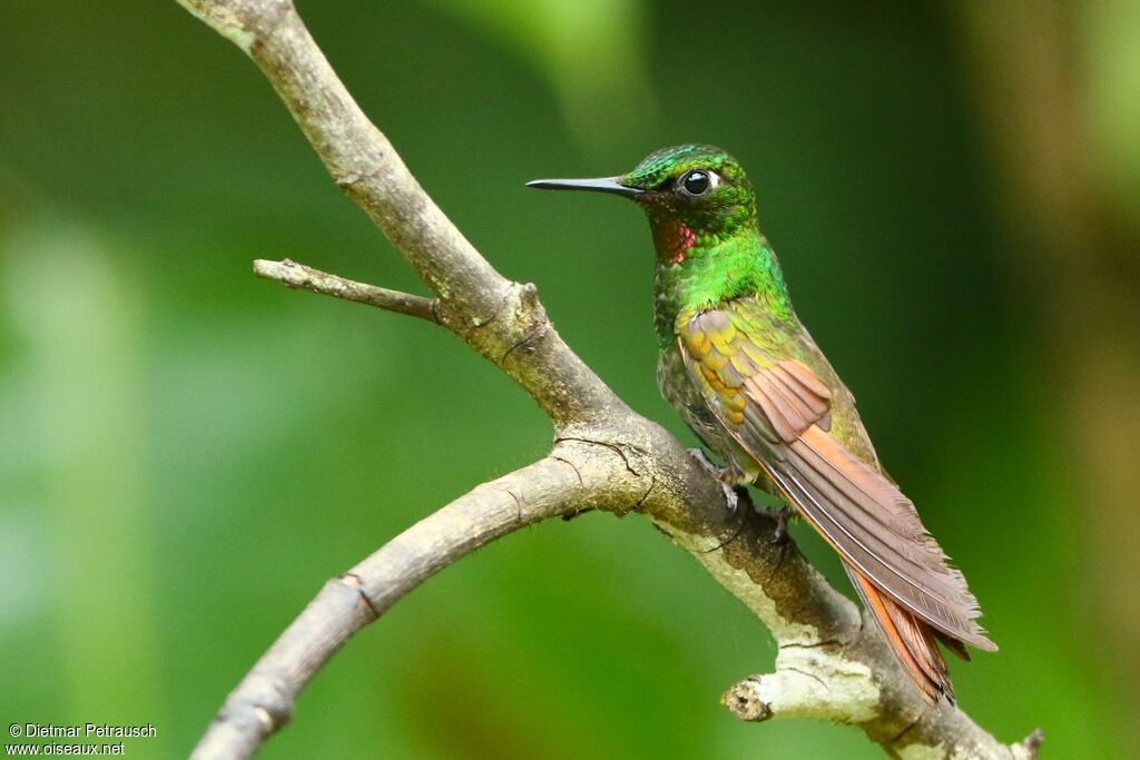 Brazilian Ruby male adult