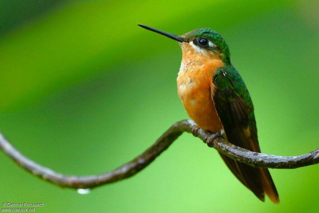 Brazilian Ruby female adult