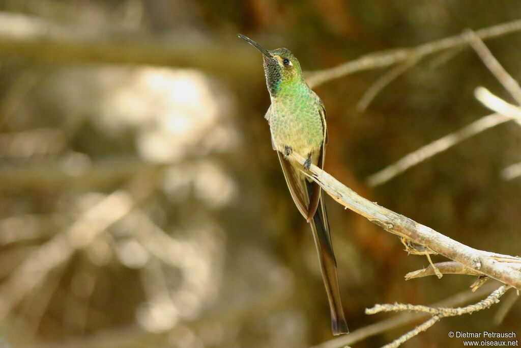 Colibri sapho mâle adulte