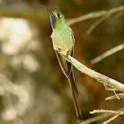 Red-tailed Comet