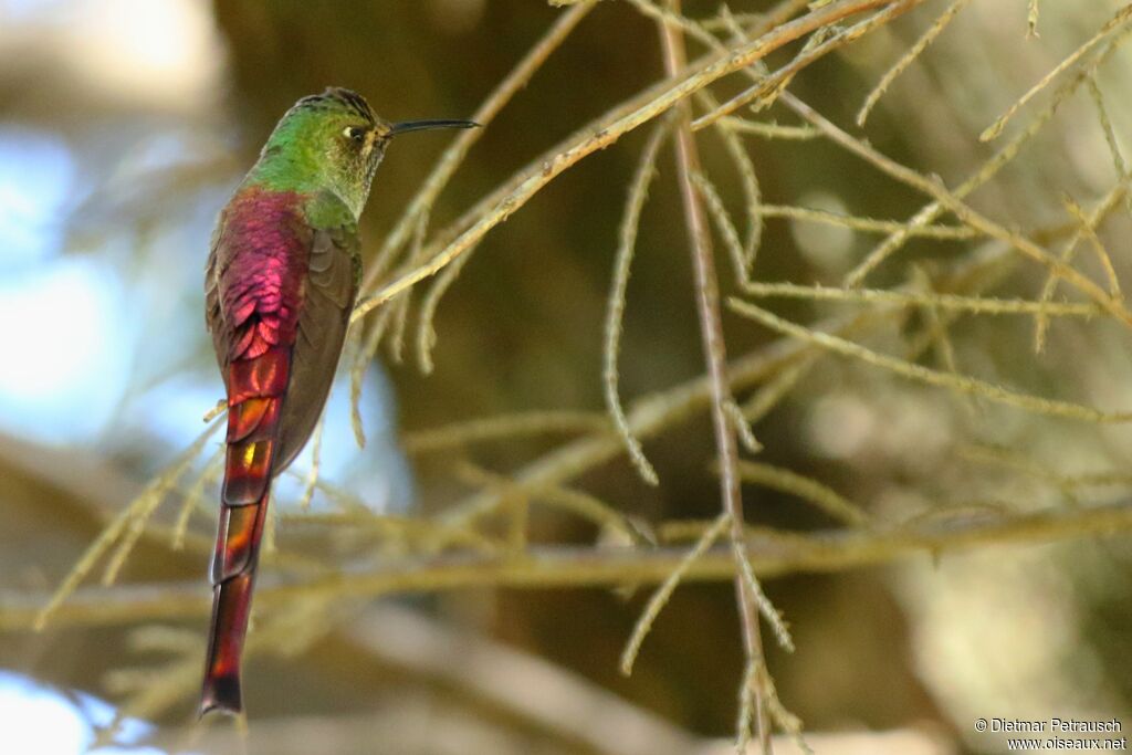 Colibri sapho mâle adulte