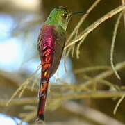 Red-tailed Comet