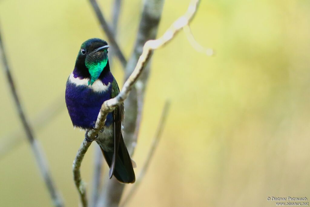 Hyacinth Visorbearer male adult