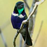 Hyacinth Visorbearer