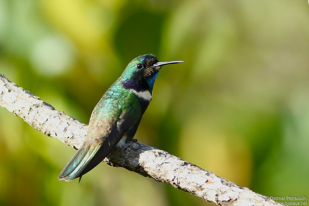 Hyacinth Visorbearer male adult