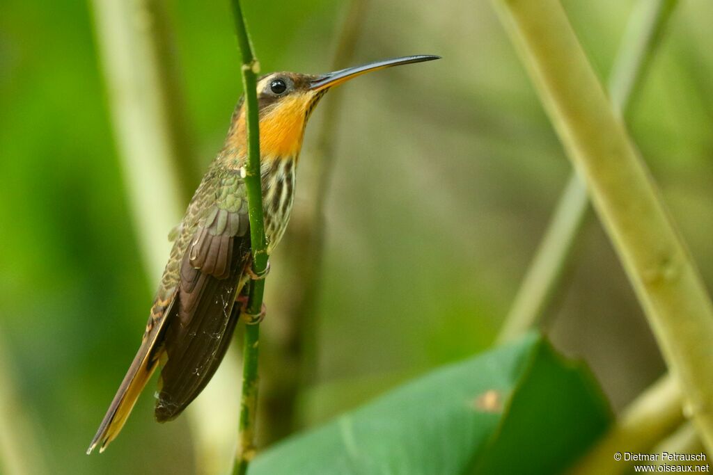 Saw-billed Hermitadult