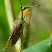 Saw-billed Hermit