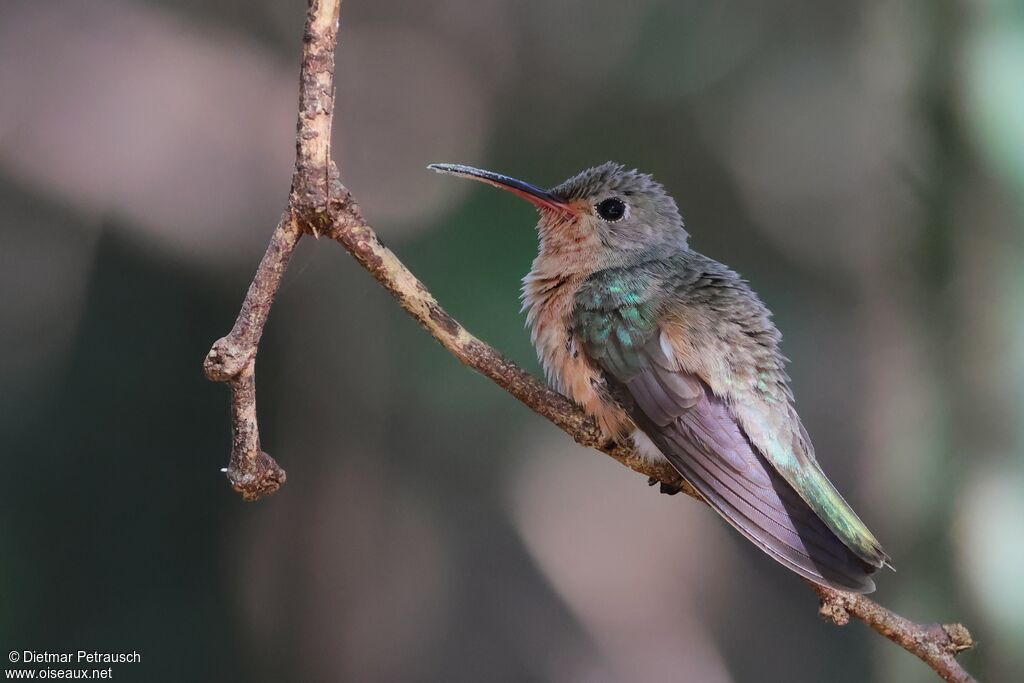 Buffy Hummingbird