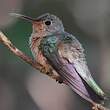 Colibri trompeur