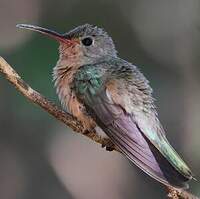 Colibri trompeur