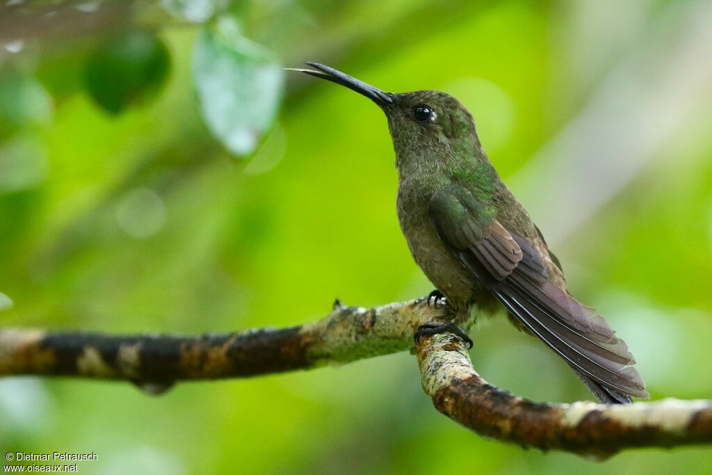 Colibri vert et grisadulte