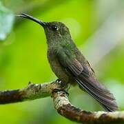 Sombre Hummingbird