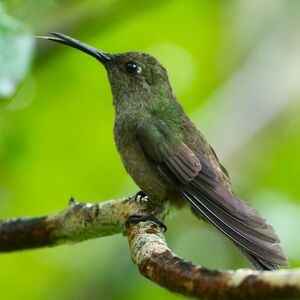 Colibri vert et gris