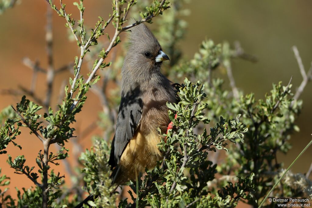 White-backed Mousebirdadult