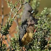 White-backed Mousebird