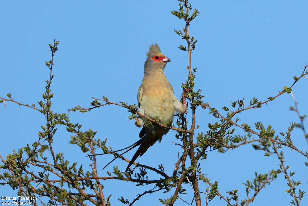 Red-faced Mousebirdadult