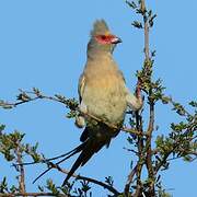 Red-faced Mousebird