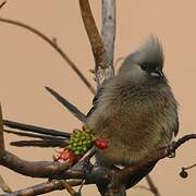 Speckled Mousebird