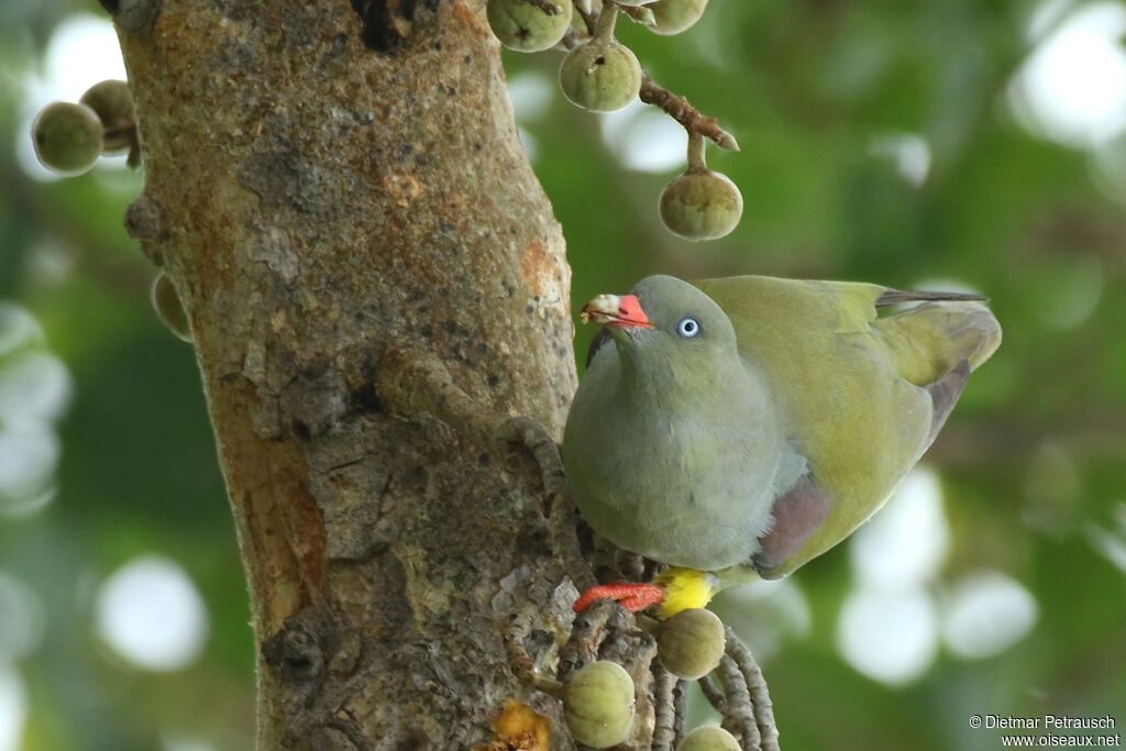 African Green Pigeonadult