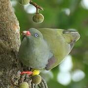 African Green Pigeon