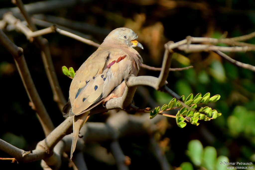 Croaking Ground Doveadult