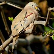 Croaking Ground Dove