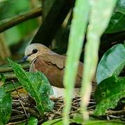 Grey-fronted Dove