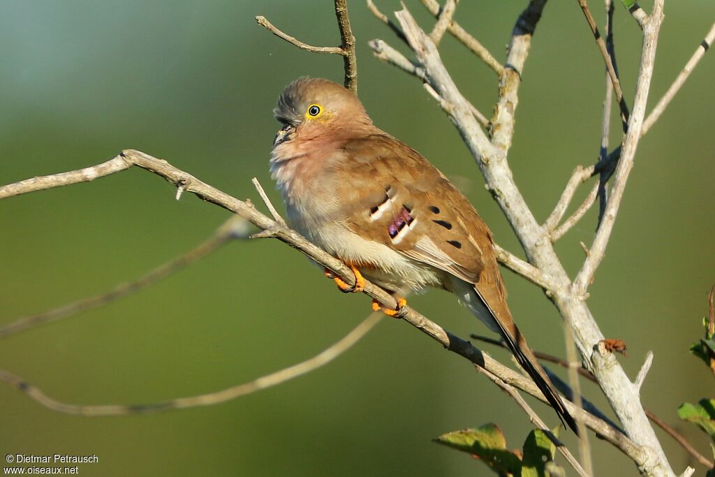 Long-tailed Ground Doveadult